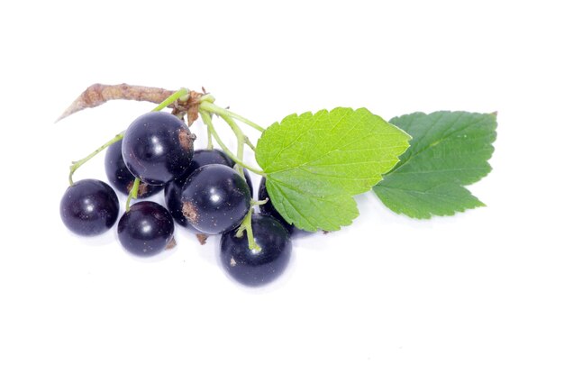 Rama de frutos de grosella negra aislado sobre fondo blanco.