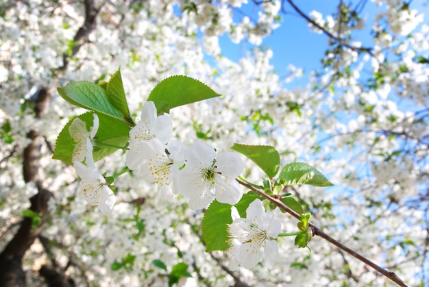 Rama de gran árbol blanco