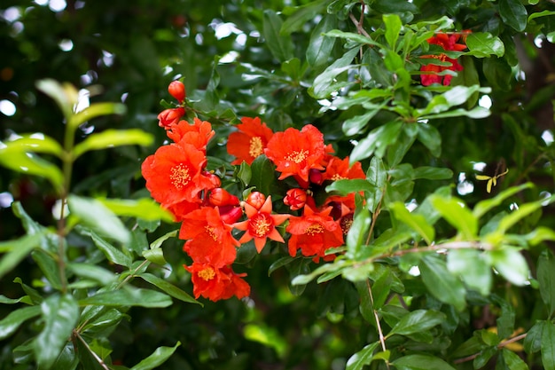 Rama de granado con flores.