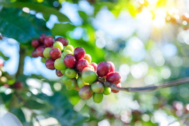 Rama con granos de café crudos