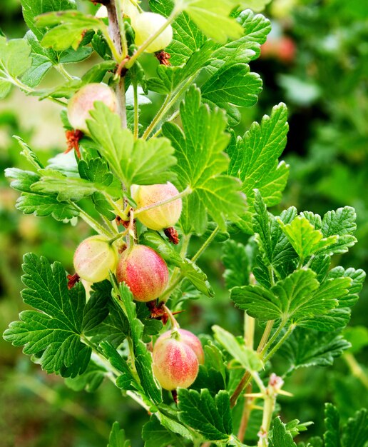 Rama de grosellas con frutas