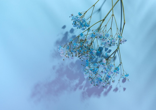 Rama de gypsophilia con flores azules en una vista superior de fondo azul Espacio de copia