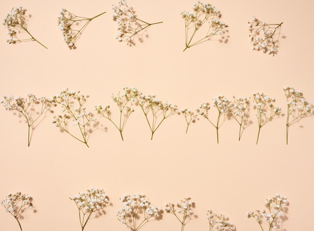 Rama de gypsophilia con flores blancas en una vista superior de fondo beige