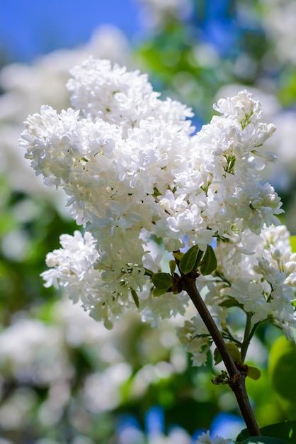 Una rama de hermosa lila blanca contra el cielo azul en la primavera en el jardín