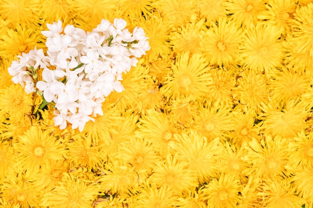 Rama de hermosa lila blanca en el fondo borroso de flores de diente de león ubicadas una al lado de la otra