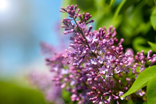 Una rama de una hermosa lila primaveral en un jardín primaveral en un día soleado