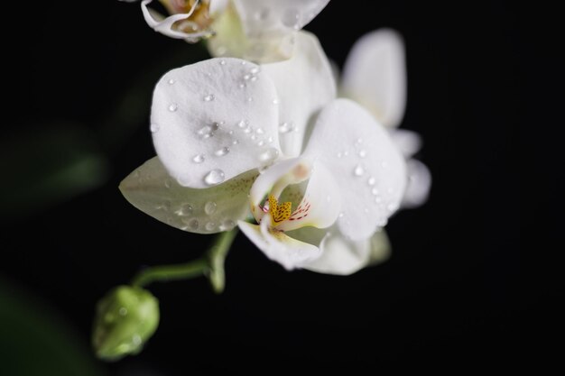 Rama de hermosa orquídea blanca sobre fondo negro