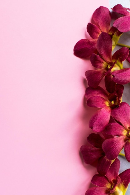 Rama de hermosas flores de orquídeas bordo sobre fondo rosa