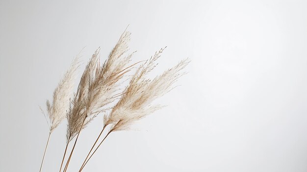 rama de hierba de pampas en fondo blanco fondo natural concepto minimalista elegante n IA generativa