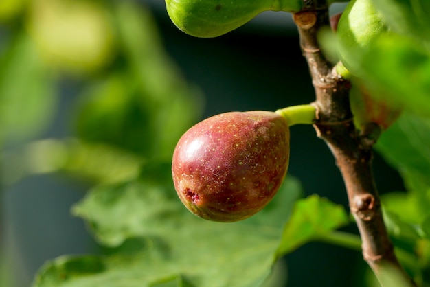 Rama de una higuera (ficus carica) con hojas y frutos en varias etapas de maduración.