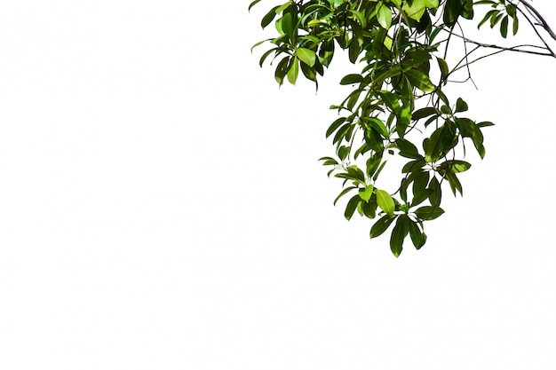 Rama y hoja de árbol aisladas en el fondo blanco