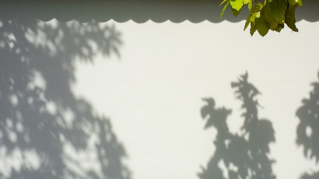 Rama y hoja de árbol con sombra en un muro de hormigón blanco