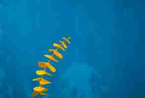 Foto rama de hoja de eucalipto amarilla en primer plano y composición fuera del centro con fondo grunge azul recubrimiento de color acrílico en hojas naturales botánica estilo minimalista cabeza en vista lateral disparado con espacio de copia