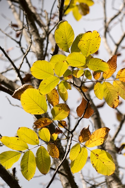 Rama de la hoja de otoño