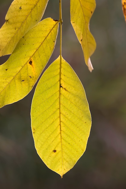 Rama de la hoja de otoño