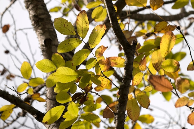 Rama de la hoja de otoño