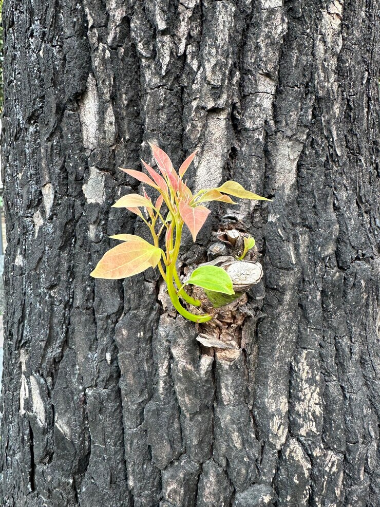 Una rama con una hoja verde está sobre un trozo de madera.