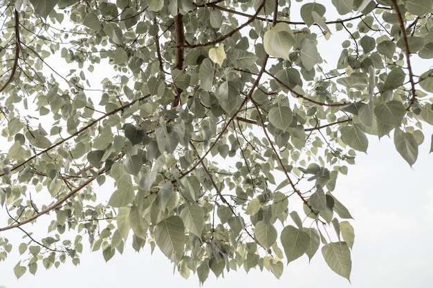 Rama con hojas de árbol Bodhi verde aislado sobre un fondo blanco.