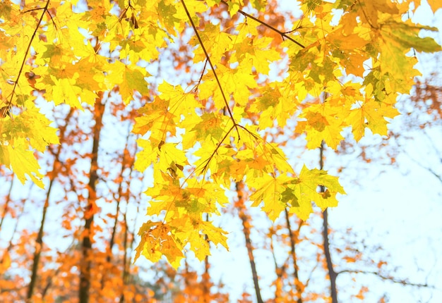 Rama con hojas de arce amarillas sobre fondo naranja del parque de otoño