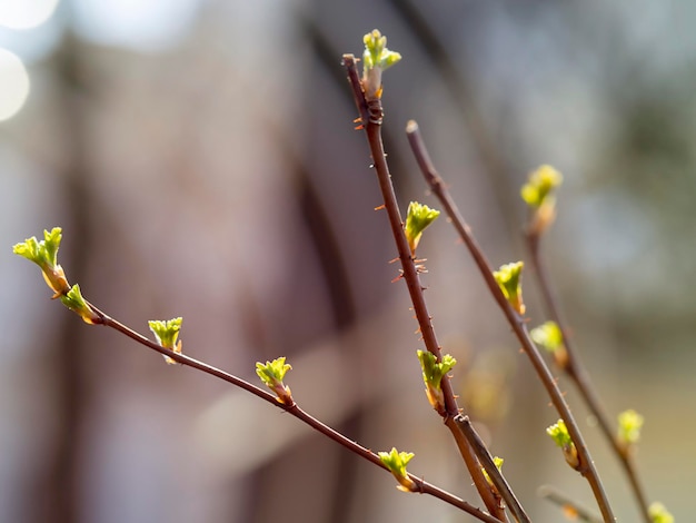 Una rama con hojas jóvenes Concepto del comienzo de la primavera