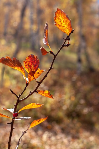 Una rama con hojas de otoño al sol a contraluz. Enfoque selectivo en las hojas, el fondo está borroso. Colores rojo, amarillo y marrón. Vertical.