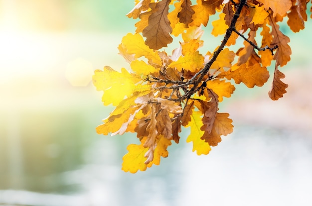 Rama con hojas de otoño amarillas colgando al atardecer luz resplandor.
