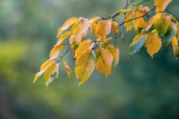 Rama con hojas de otoño amarillas