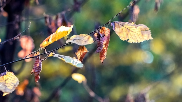 Rama con hojas de otoño secas en tiempo soleado