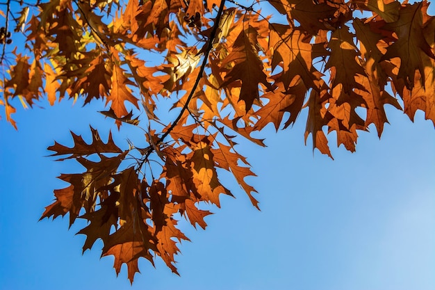 Rama con hojas de roble amarillo sobre el cielo azul