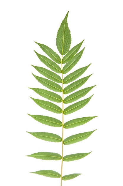 Rama con hojas sobre un fondo blanco vegetación y botánica
