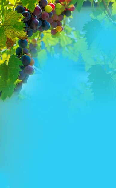 Una rama de hojas de uva contra un cielo azul claro Copiar espacio