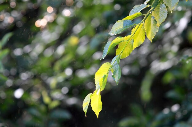 Rama con hojas verdes bajo la lluvia