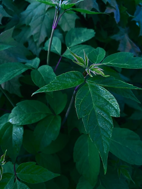 Rama de hojas verdes mojadas