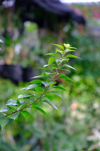 Una rama de hojas verdes con la palabra "té".