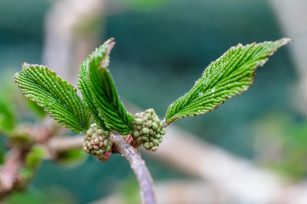 Una rama con hojas verdes y una rama en ciernes con la palabra rhodo en ella