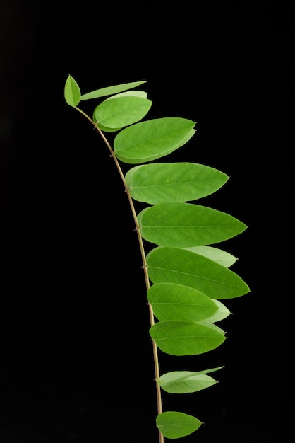 Rama con hojas verdes Robinia neomexicana