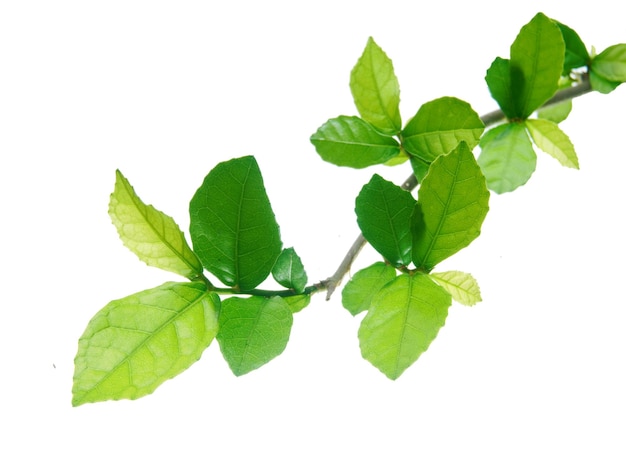 Una rama de hojas verdes sobre fondo blanco.