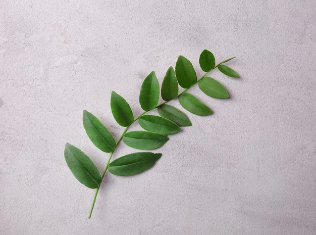 Rama con hojas verdes sobre fondo gris