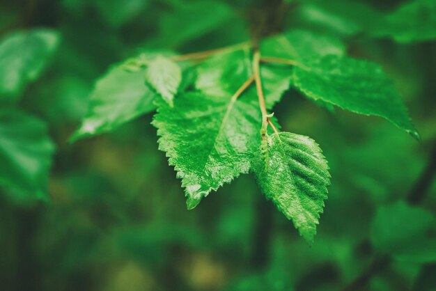 Rama de hojas verdes de verano en el bosque, fondo estacional eco natural con espacio de copia