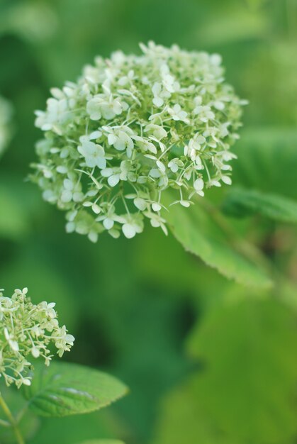 Rama de hortensia