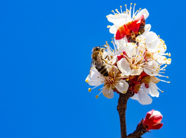 Una rama con inflorescencias sobre un fondo de cielo azul y una abeja que recoge miel de las flores de los árboles frutales de albaricoque Agricultura y fruticultura