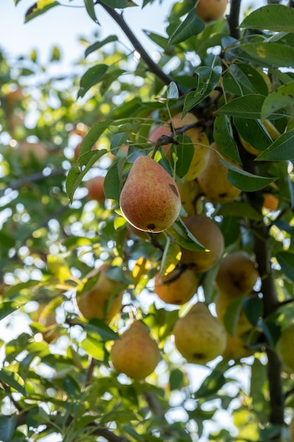 Rama con jugosas peras maduras. Arbol de pera. Peras y hojas.