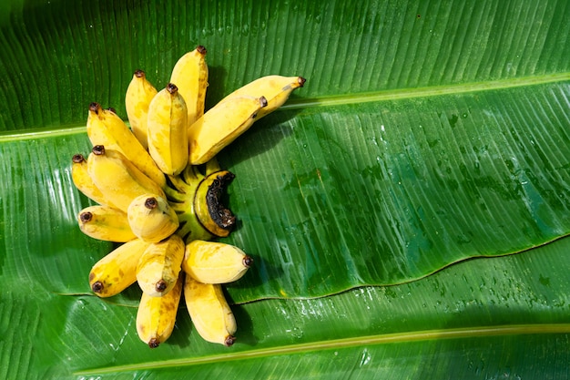 Foto una rama de jugosos plátanos amarillos en una hoja de plátano verde. frutas maduras y jugosas.