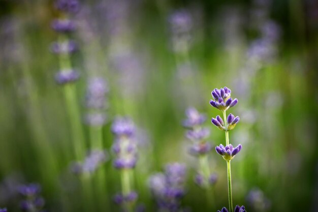 Rama de lavanda con flores de color púrpura en un jardín de campo de lavanda Cerca de flores de lavanda