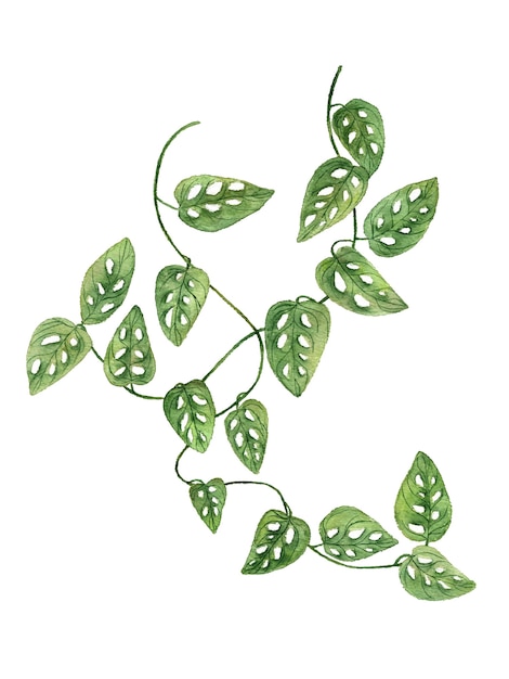 Rama de liana con hojas verdes acuarela pintada en blanco