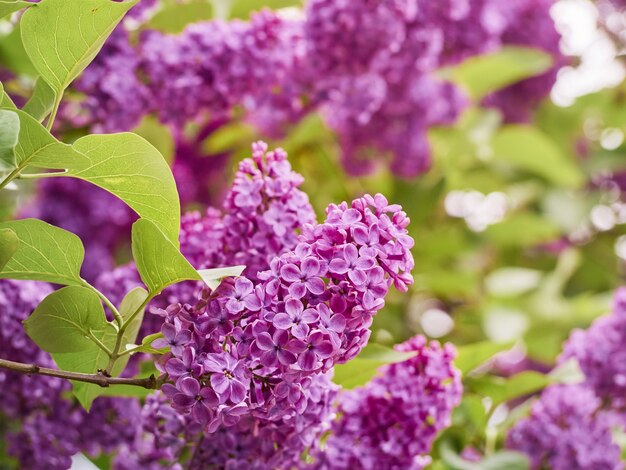 Rama de lila en flor en un jardín de primavera