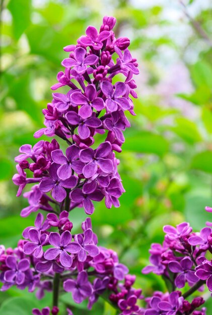 La rama de lila florece en el jardín de primavera.