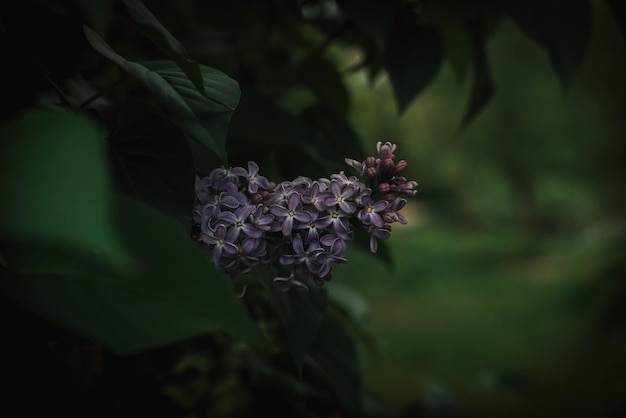 Rama lila púrpura sobre un fondo verde oscuro