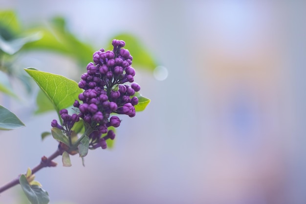 Una rama de lilas con flores de cerca