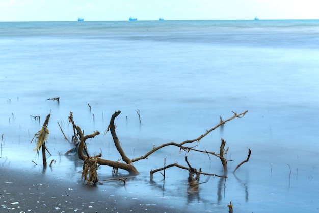 Rama de madera a la deriva en la playa de Semarang Indonesia